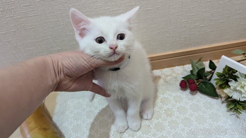 成約済の広島県のその他の猫種-97410の16枚目
