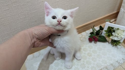 成約済の広島県のその他の猫種-97410の17枚目