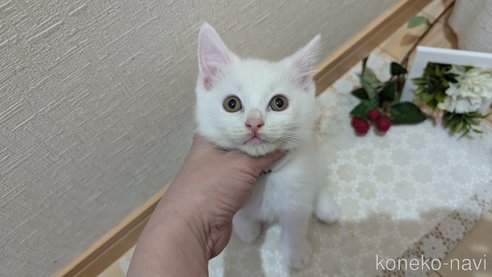 成約済の広島県のその他の猫種-97410の18枚目