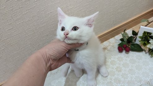 成約済の広島県のその他の猫種-97410の15枚目