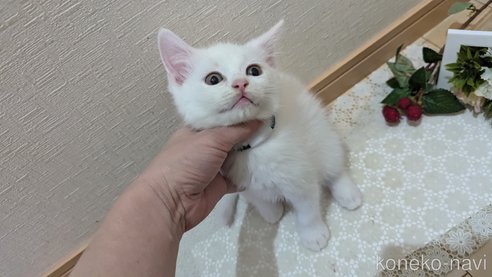 成約済の広島県のその他の猫種-97410の13枚目