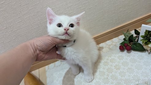 成約済の広島県のその他の猫種-97410の14枚目