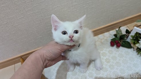 成約済の広島県のその他の猫種-97410の10枚目