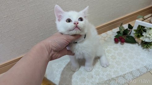 成約済の広島県のその他の猫種-97410の11枚目