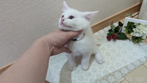 成約済の広島県のその他の猫種-97410の8枚目