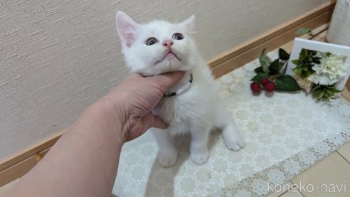 成約済の広島県のその他の猫種-97410の9枚目