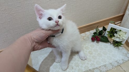 成約済の広島県のその他の猫種-97410の7枚目