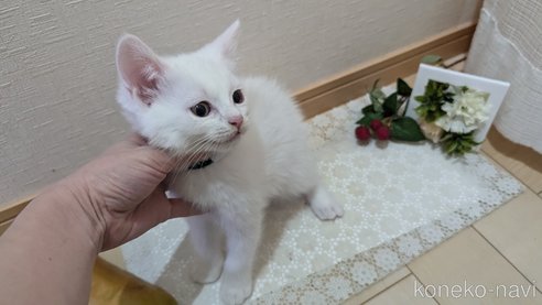 成約済の広島県のその他の猫種-97410の5枚目