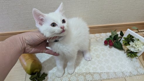 成約済の広島県のその他の猫種-97410の3枚目