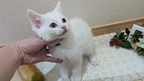 成約済の広島県のその他の猫種-97410の2枚目