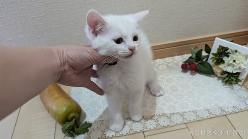 成約済の広島県のその他の猫種-97410の1枚目