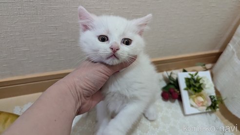 成約済の広島県のその他の猫種-97409の20枚目
