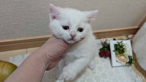 成約済の広島県のその他の猫種-97409の21枚目