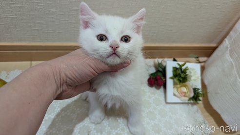 成約済の広島県のその他の猫種-97409の22枚目