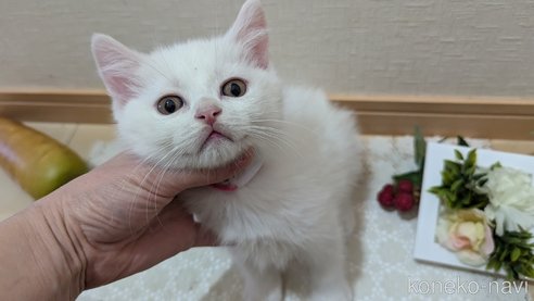 成約済の広島県のその他の猫種-97409の18枚目