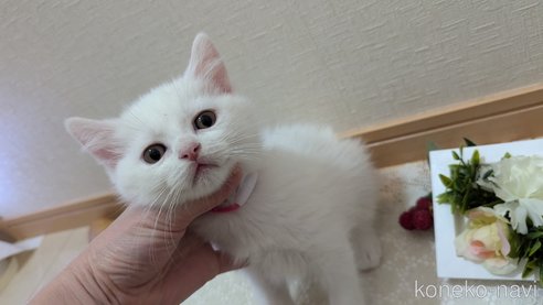 成約済の広島県のその他の猫種-97409の17枚目