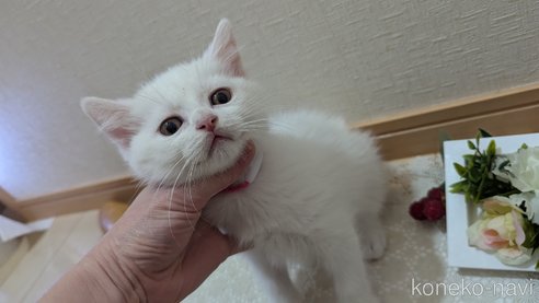 成約済の広島県のその他の猫種-97409の15枚目