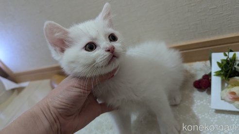 成約済の広島県のその他の猫種-97409の16枚目