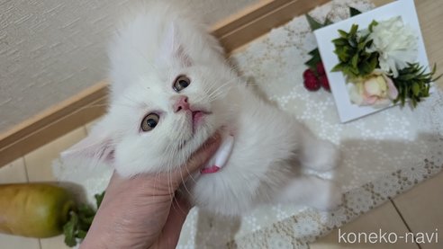 成約済の広島県のその他の猫種-97409の13枚目