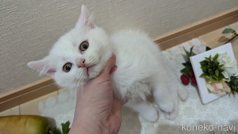 成約済の広島県のその他の猫種-97409の12枚目
