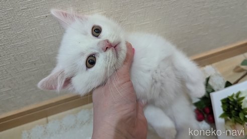 成約済の広島県のその他の猫種-97409の9枚目