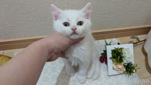 成約済の広島県のその他の猫種-97409の10枚目