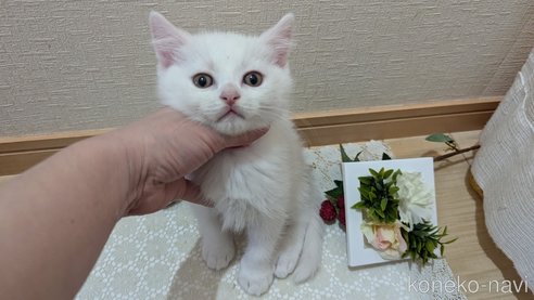 成約済の広島県のその他の猫種-97409の8枚目