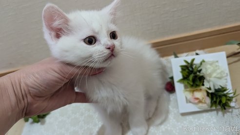 成約済の広島県のその他の猫種-97409の6枚目