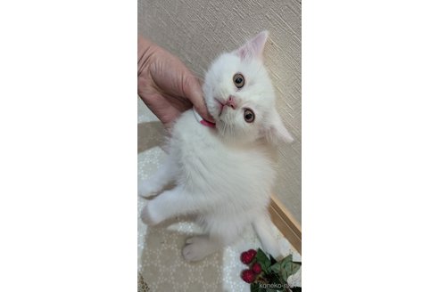 成約済の広島県のその他の猫種-97409の5枚目