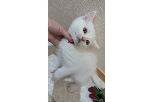 成約済の広島県のその他の猫種-97409の4枚目