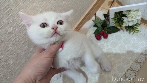 成約済の広島県のその他の猫種-97409の3枚目