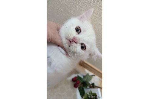 広島県のその他の猫種｜男の子・2024/09/23生まれ・可愛い白猫
