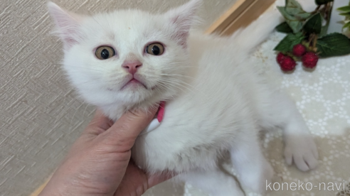 成約済の広島県のその他の猫種-97409の1枚目