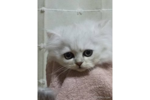 成約済の岐阜県のペルシャ-98935の2枚目