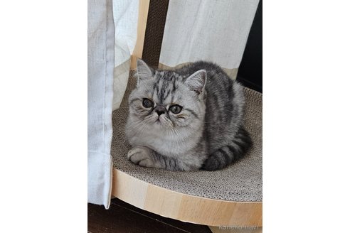 成約済の千葉県のエキゾチックショートヘア-98519の3枚目