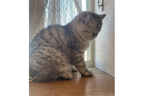 成約済の千葉県のエキゾチックショートヘア-98519の2枚目