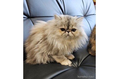 成約済の千葉県のエキゾチックショートヘア-98520の3枚目