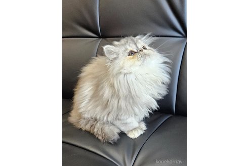 成約済の千葉県のエキゾチックショートヘア-98520の2枚目