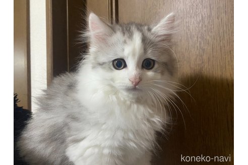 成約済の栃木県のサイベリアン-98920の1枚目