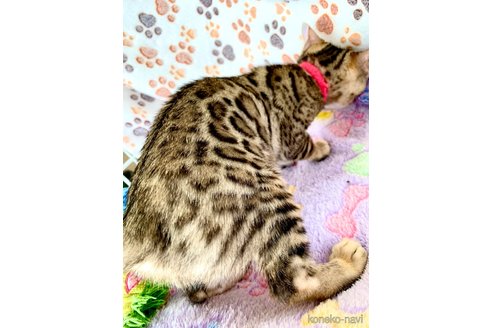 成約済の静岡県のベンガル-96173の6枚目