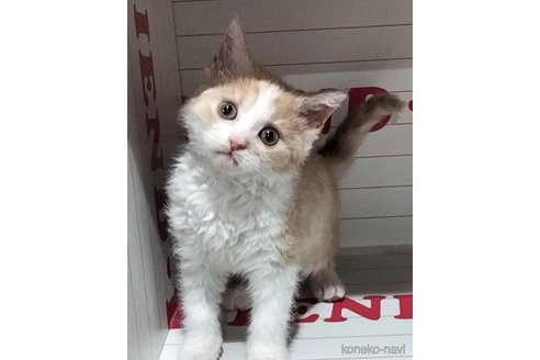 成約済の岐阜県のセルカークレックス-102142の2枚目