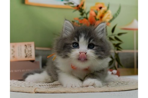 成約済の神奈川県のサイベリアン-102149の16枚目
