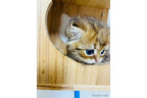 成約済の大阪府のミヌエット-102174の3枚目