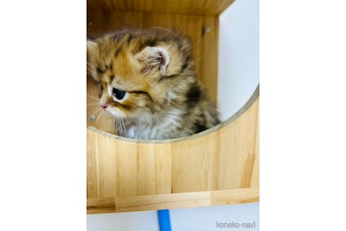 成約済の大阪府のミヌエット-102174の4枚目