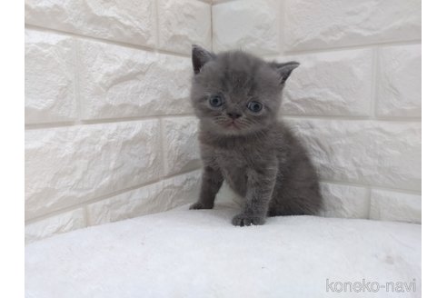 成約済の静岡県のエキゾチックショートヘア-102194の3枚目