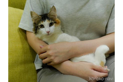 成約済の神奈川県のノルウェージャンフォレストキャット-89630の4枚目
