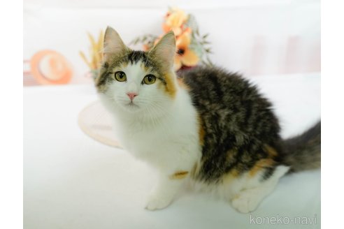 成約済の神奈川県のノルウェージャンフォレストキャット-89630の3枚目