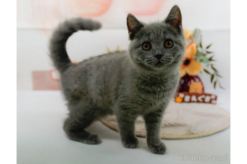成約済の神奈川県のブリティッシュショートヘア-96868の4枚目