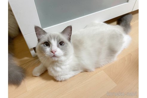 コロンちゃん1枚目