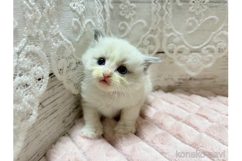 成約済の茨城県のラグドール-102224の4枚目